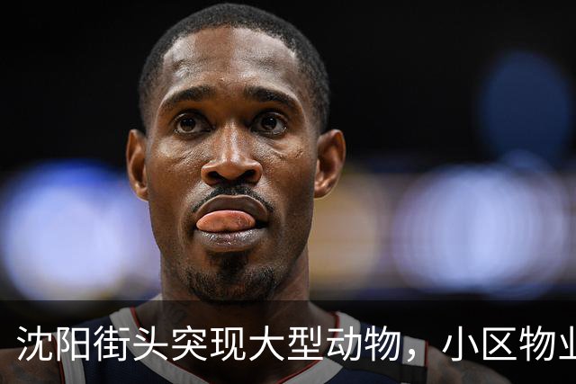 沈阳街头突现大型动物，小区物业：疑似野猪，应该还路过了很多小区，多方正寻找处置